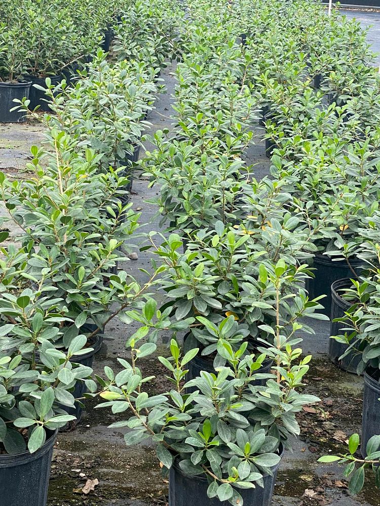 Green Island Ficus
