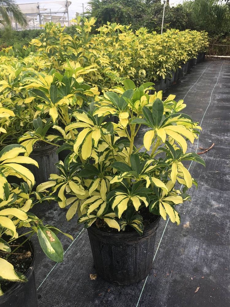 schefflera arboricola temperature Schefflera Arboricola Trinette – Get House Plants
