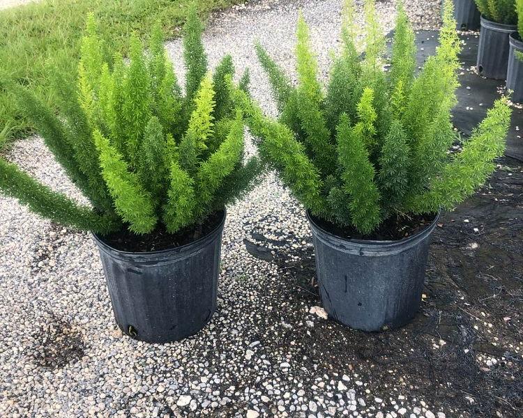Foxtail Fern