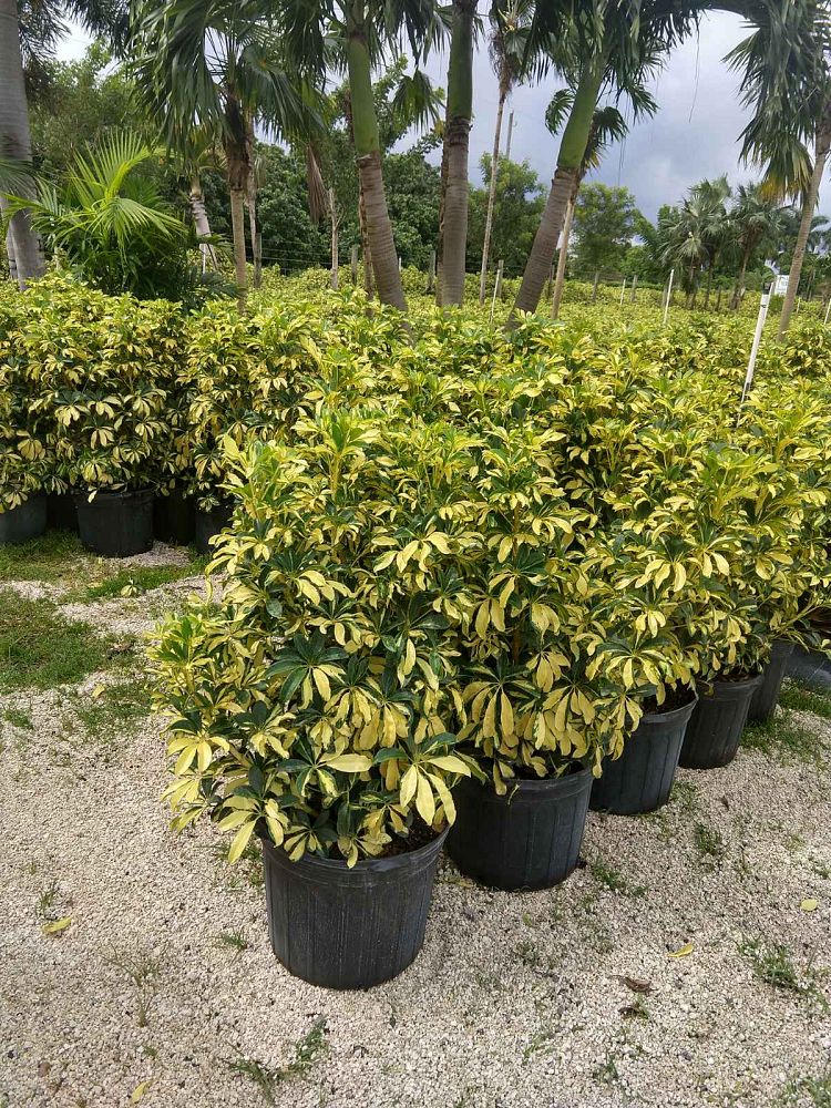 Schefflera Arboricola Trinette