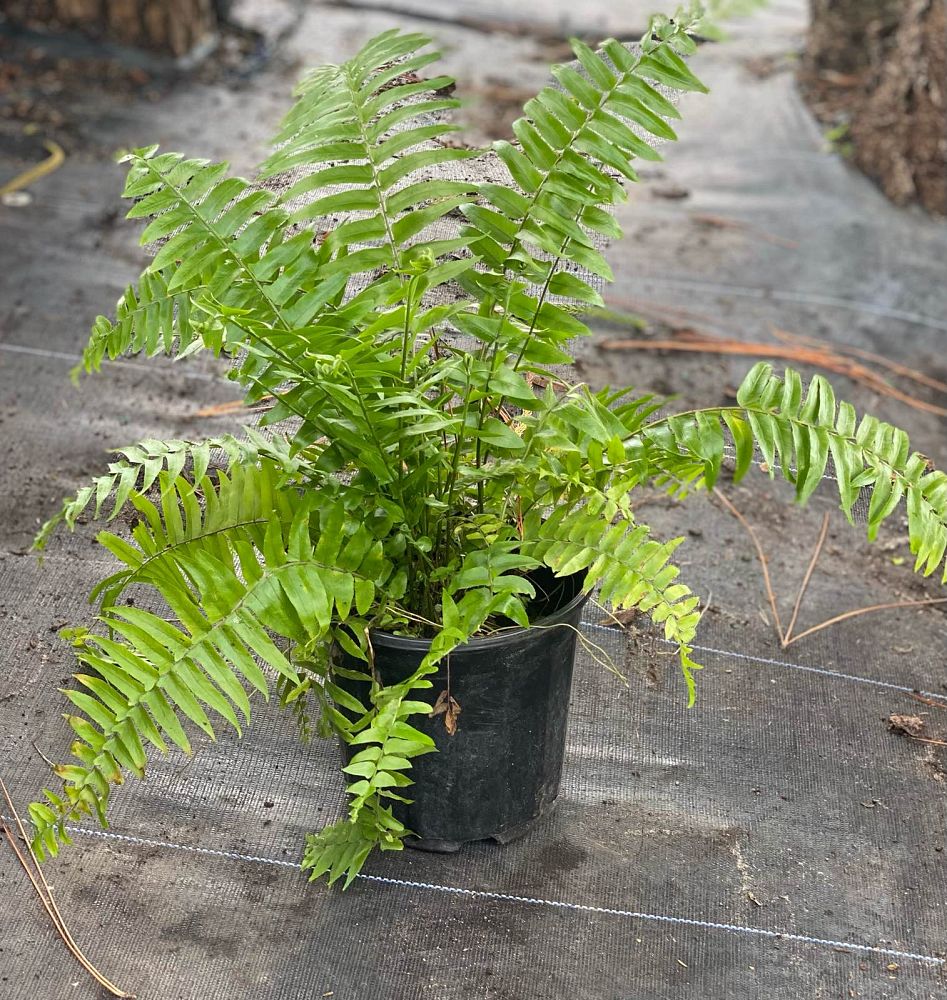 fern house plants for sale Macho Fern – Get House Plants