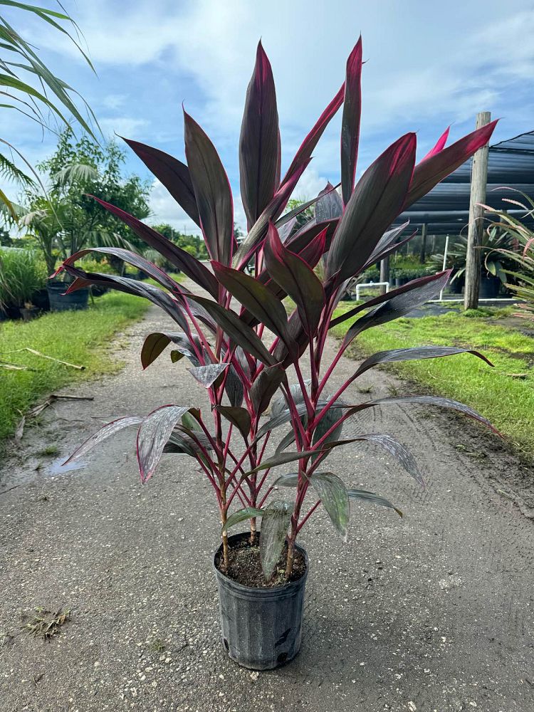Cordyline Red Sister