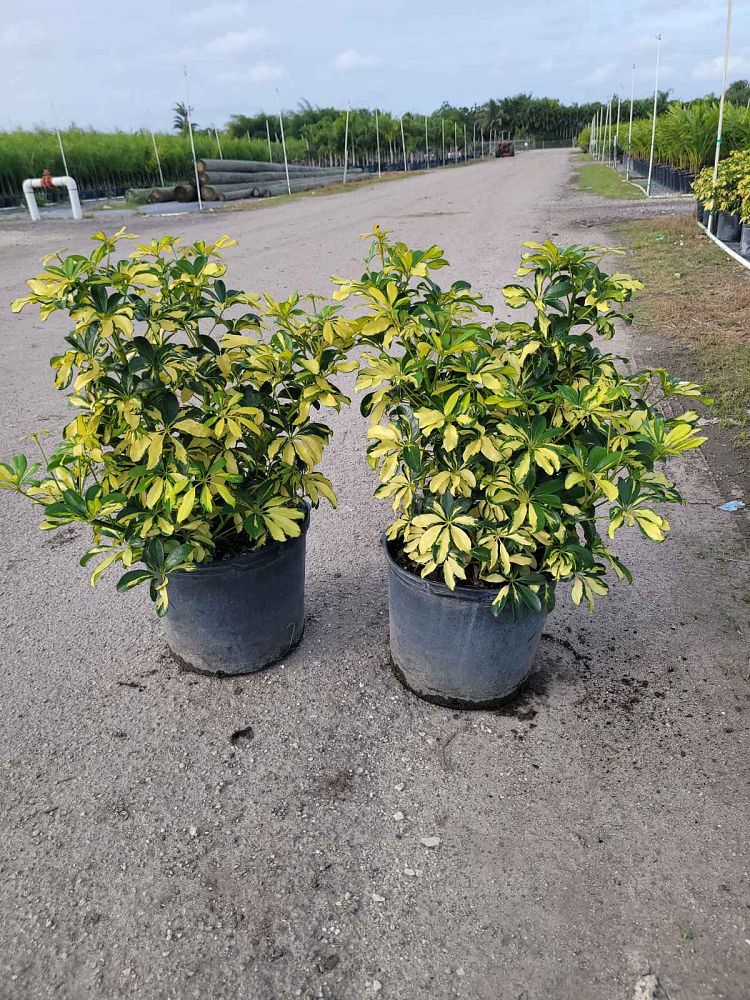 Schefflera Arboricola Trinette
