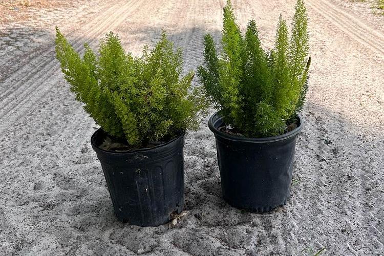 Foxtail Fern