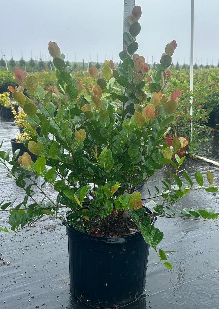 Coco Plum (Chrysobalanus icaco)