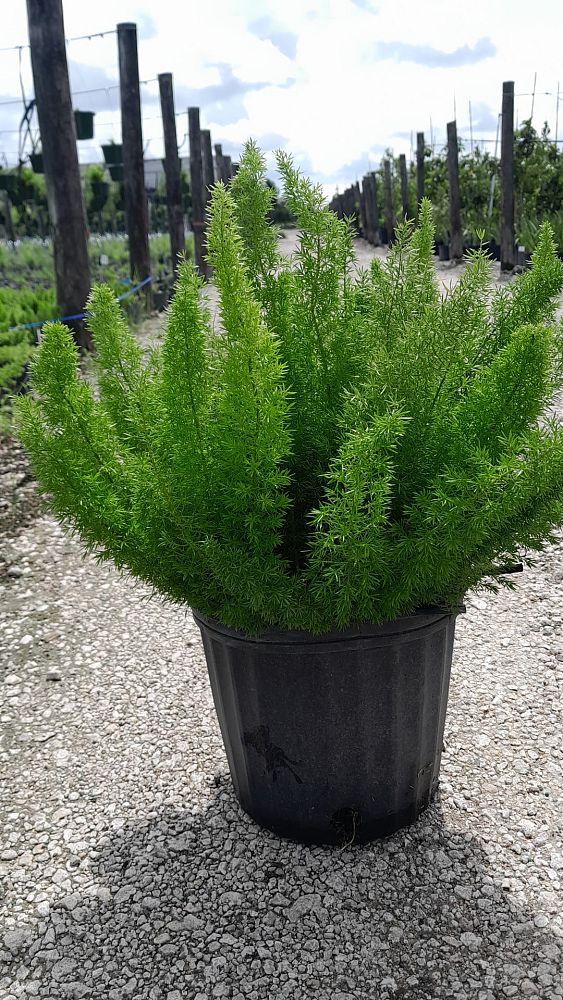 Foxtail Fern