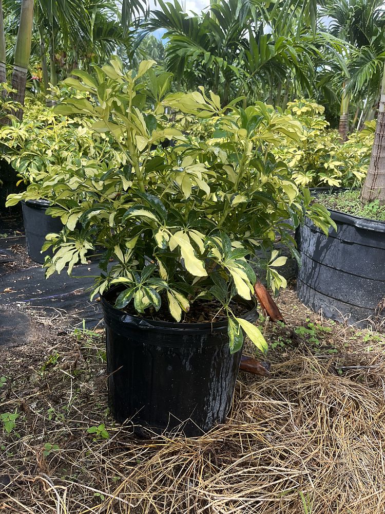 Schefflera Arboricola Trinette