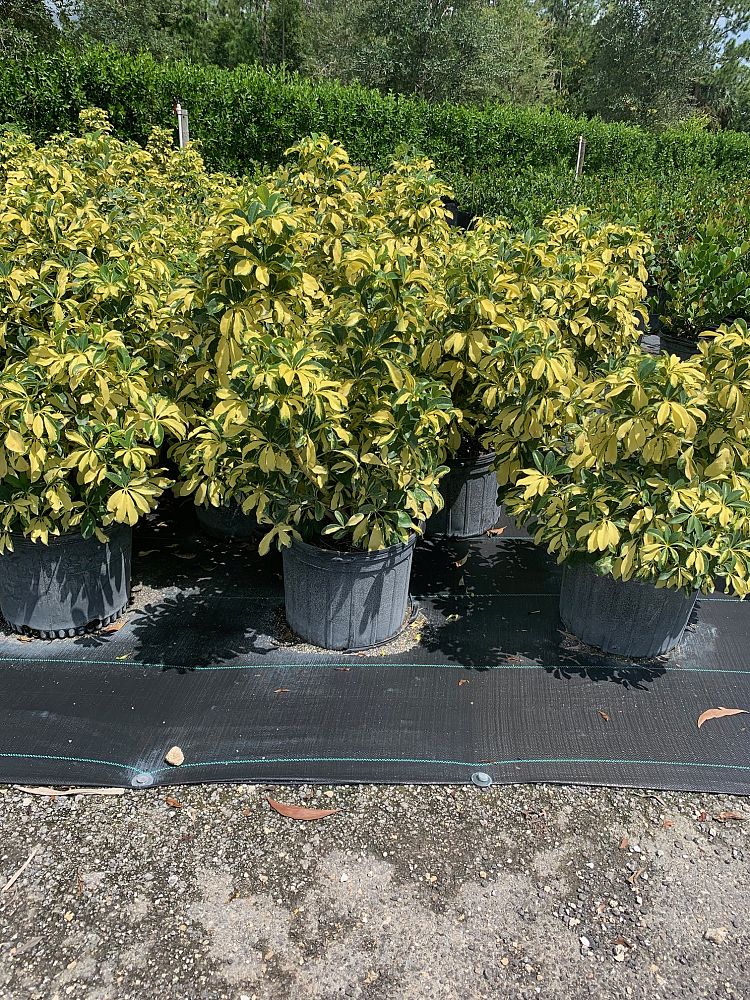 Schefflera Arboricola Trinette