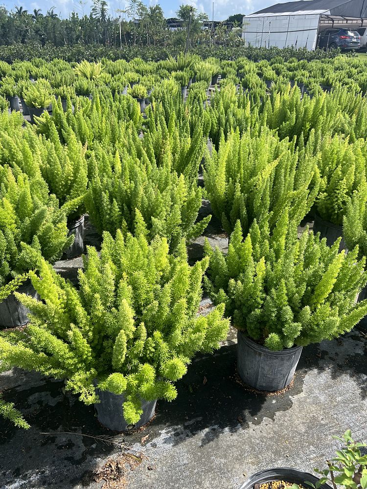 Foxtail Fern