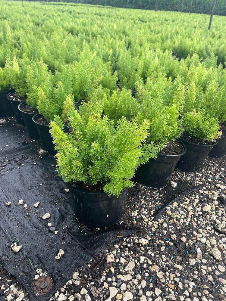 Foxtail Fern
