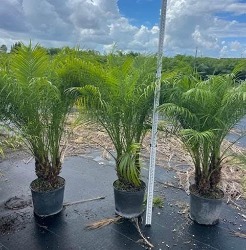 Robellini Palm