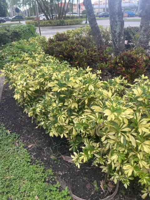 Schefflera Arboricola Trinette