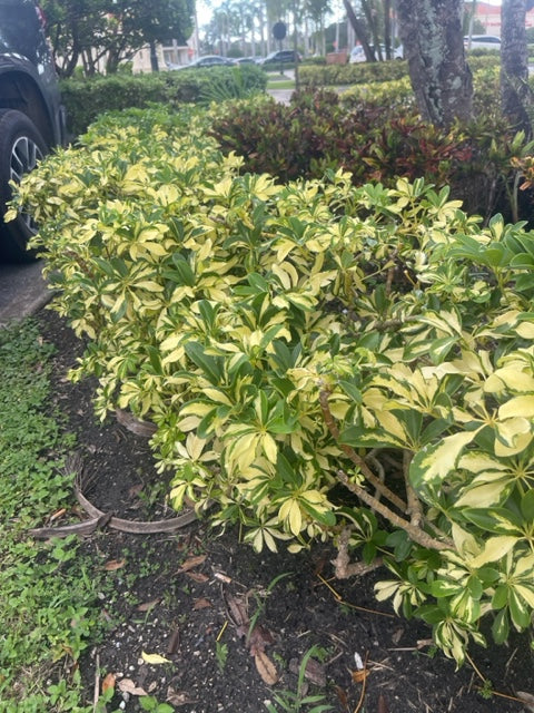 Schefflera Arboricola Trinette