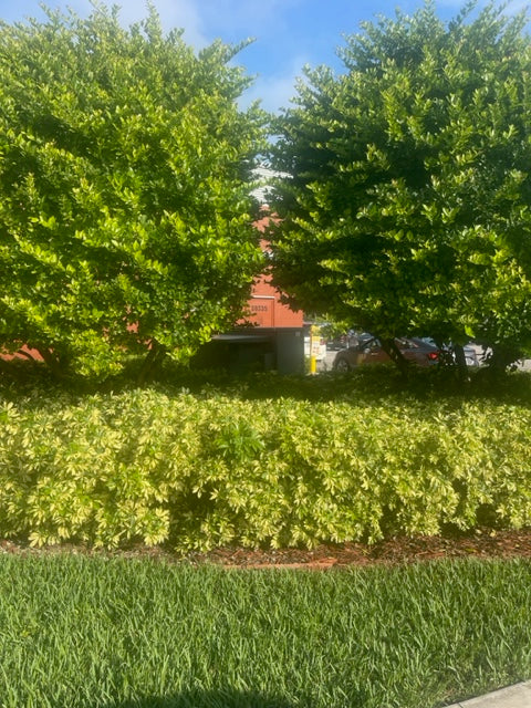 Schefflera Arboricola Trinette