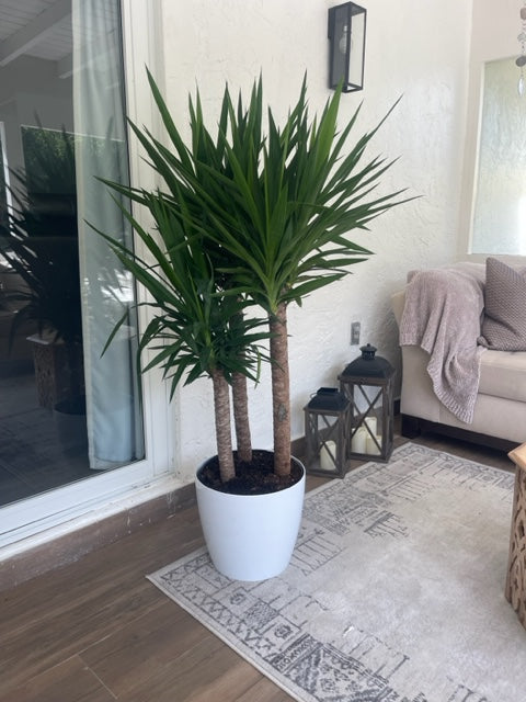Yucca Plant