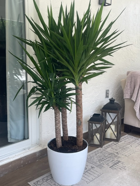 Yucca Plant