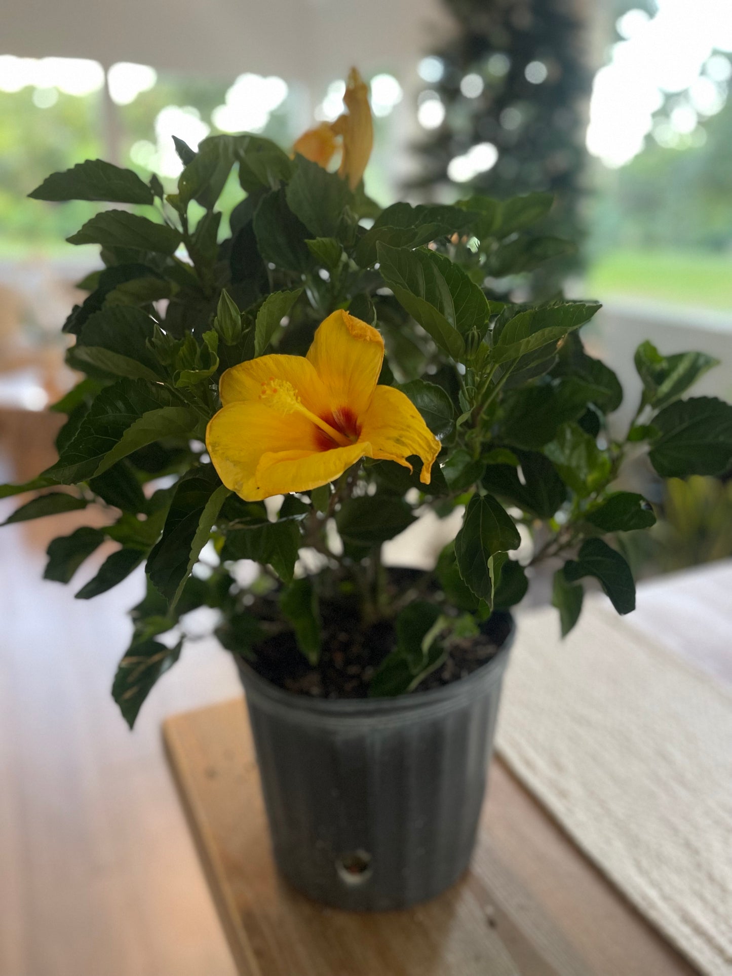 Hibiscus "Sunset Yellow"