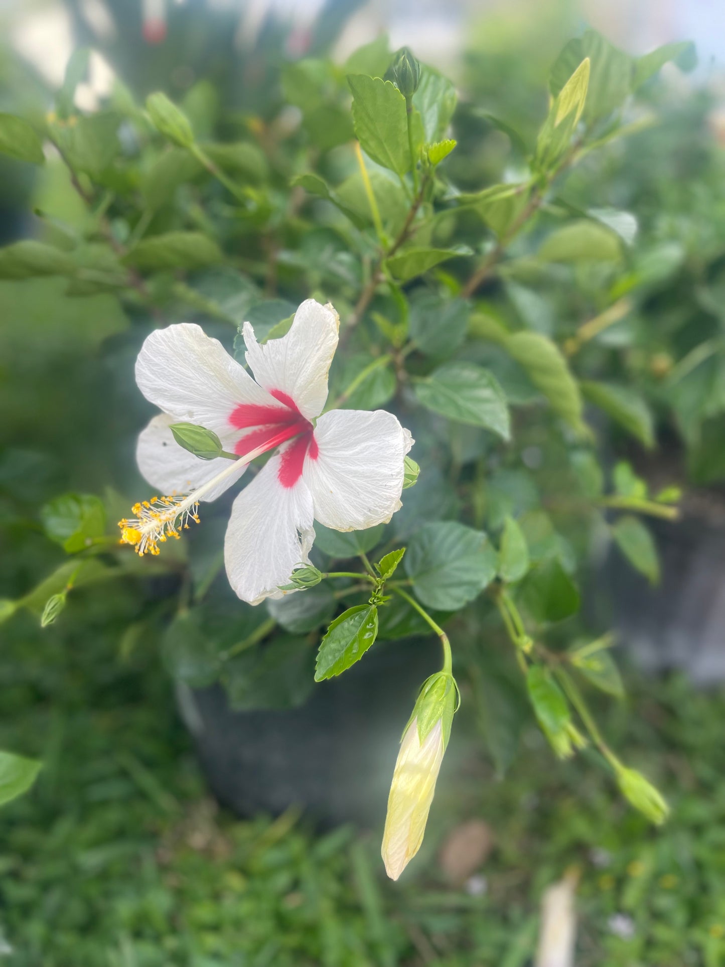 Hibiscus "White Wing"
