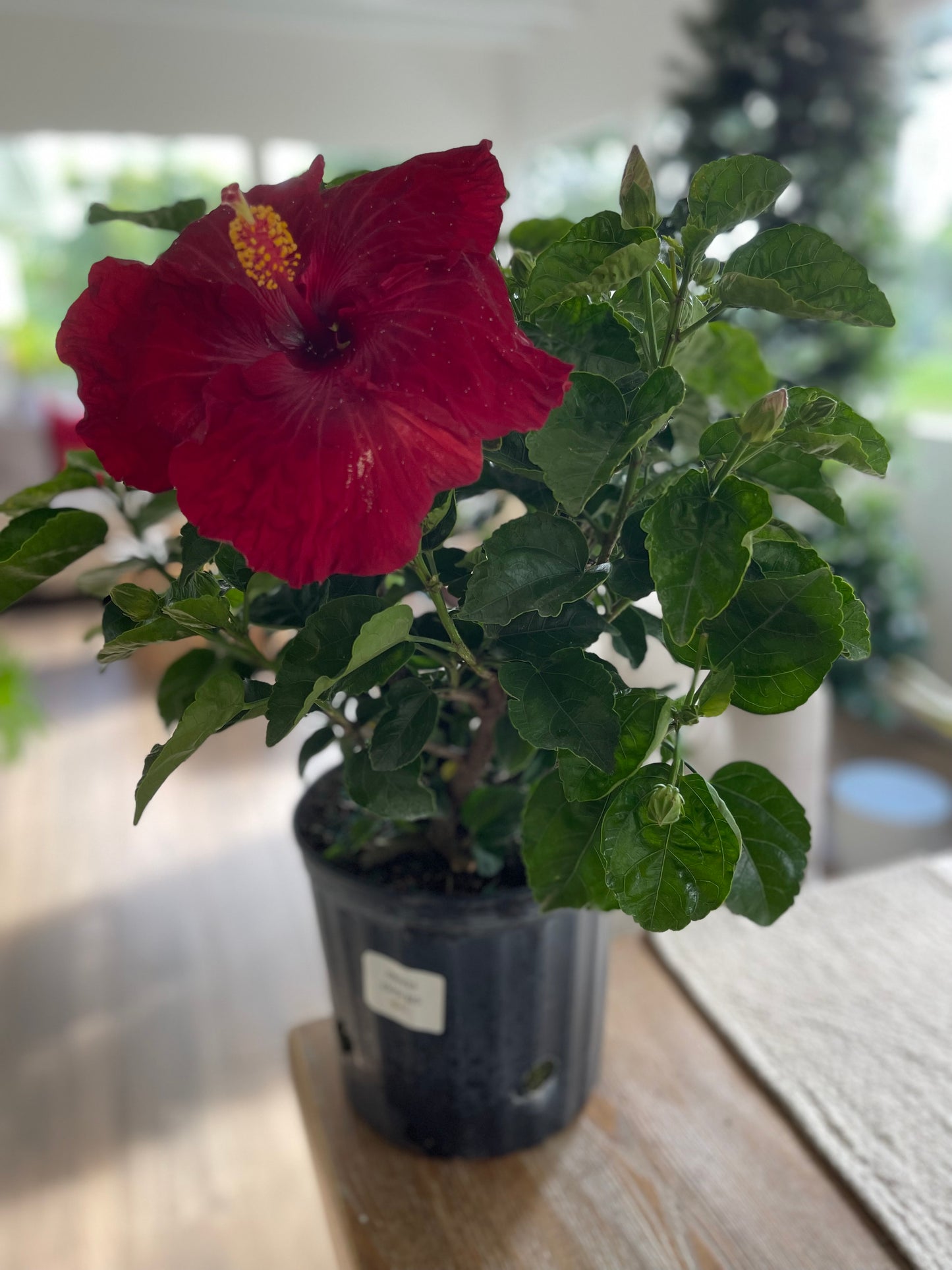 Hibiscus "Exotic Red Bush"