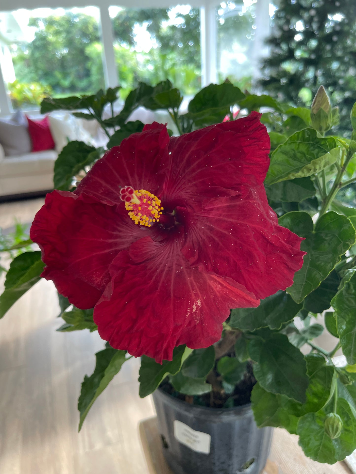 Hibiscus "Exotic Red Bush"