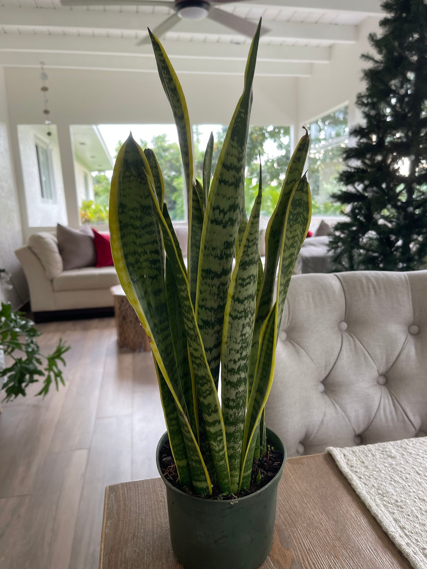 Sansevieria Laurentii