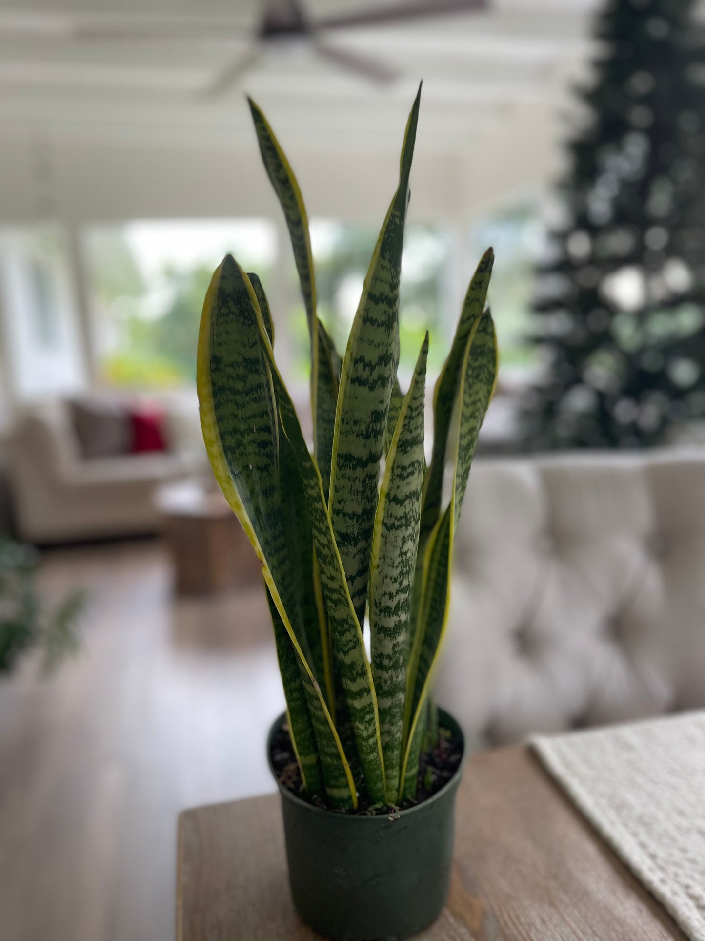 Sansevieria Laurentii