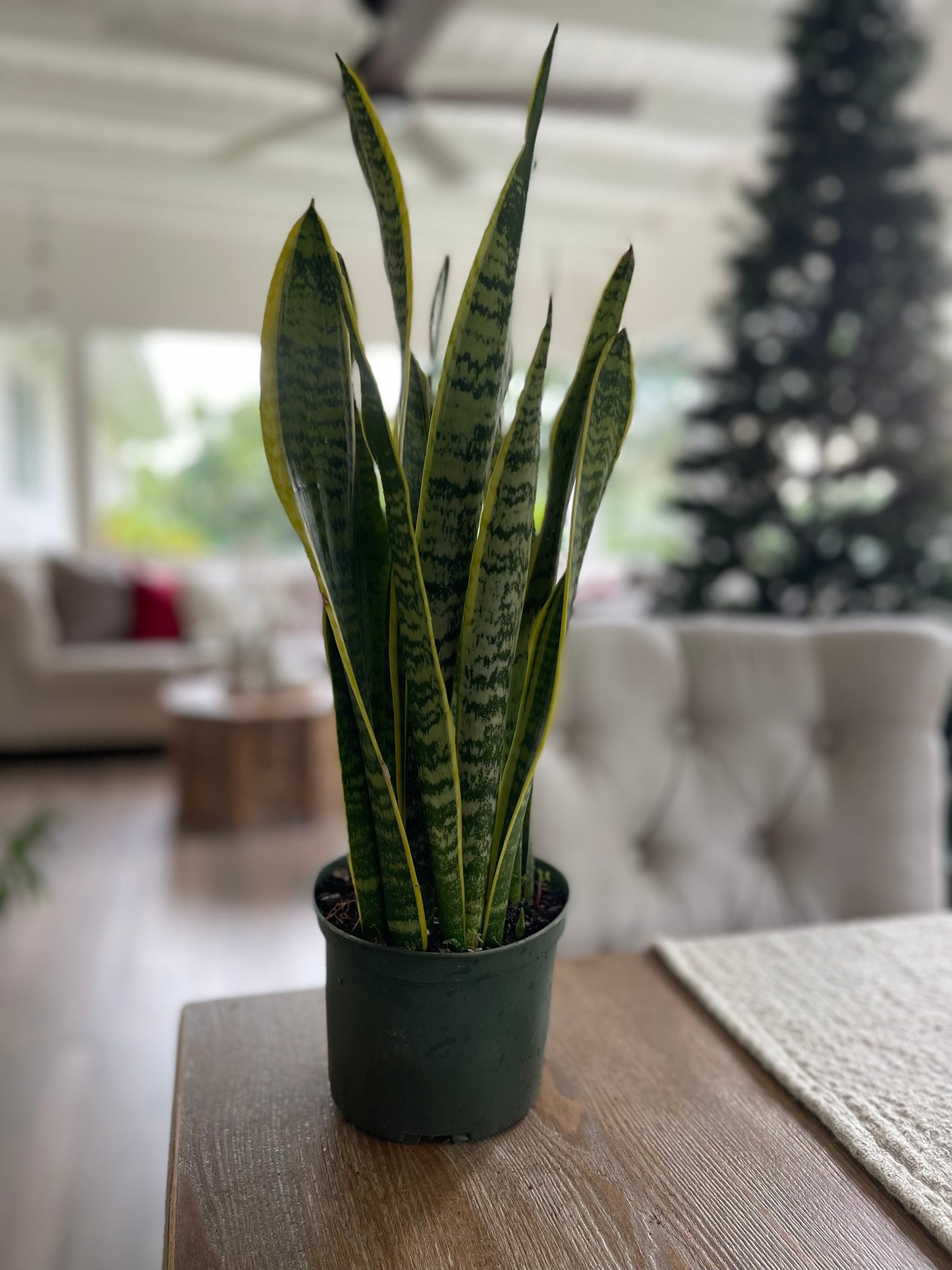 Sansevieria Laurentii