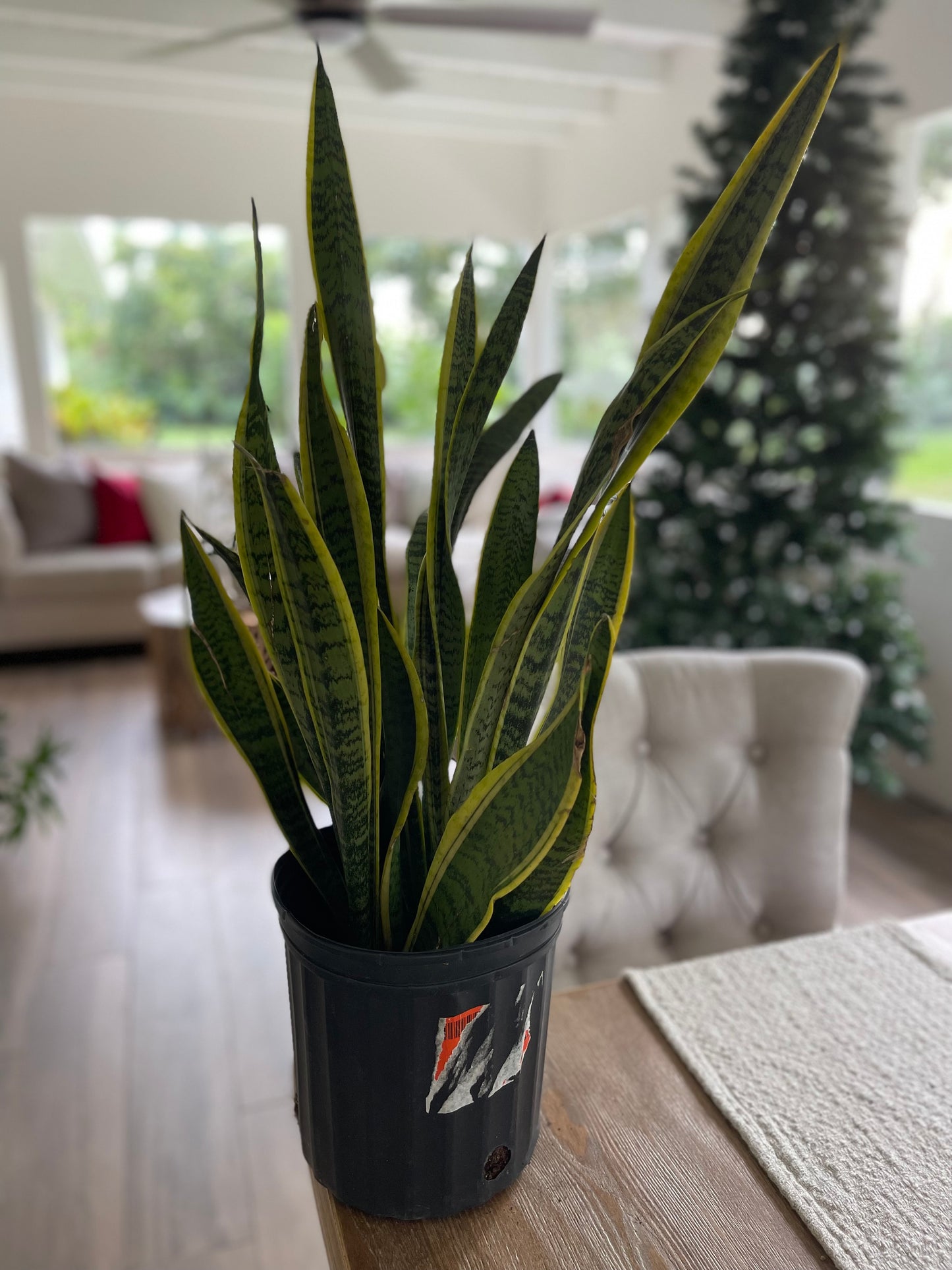 Sansevieria Laurentii