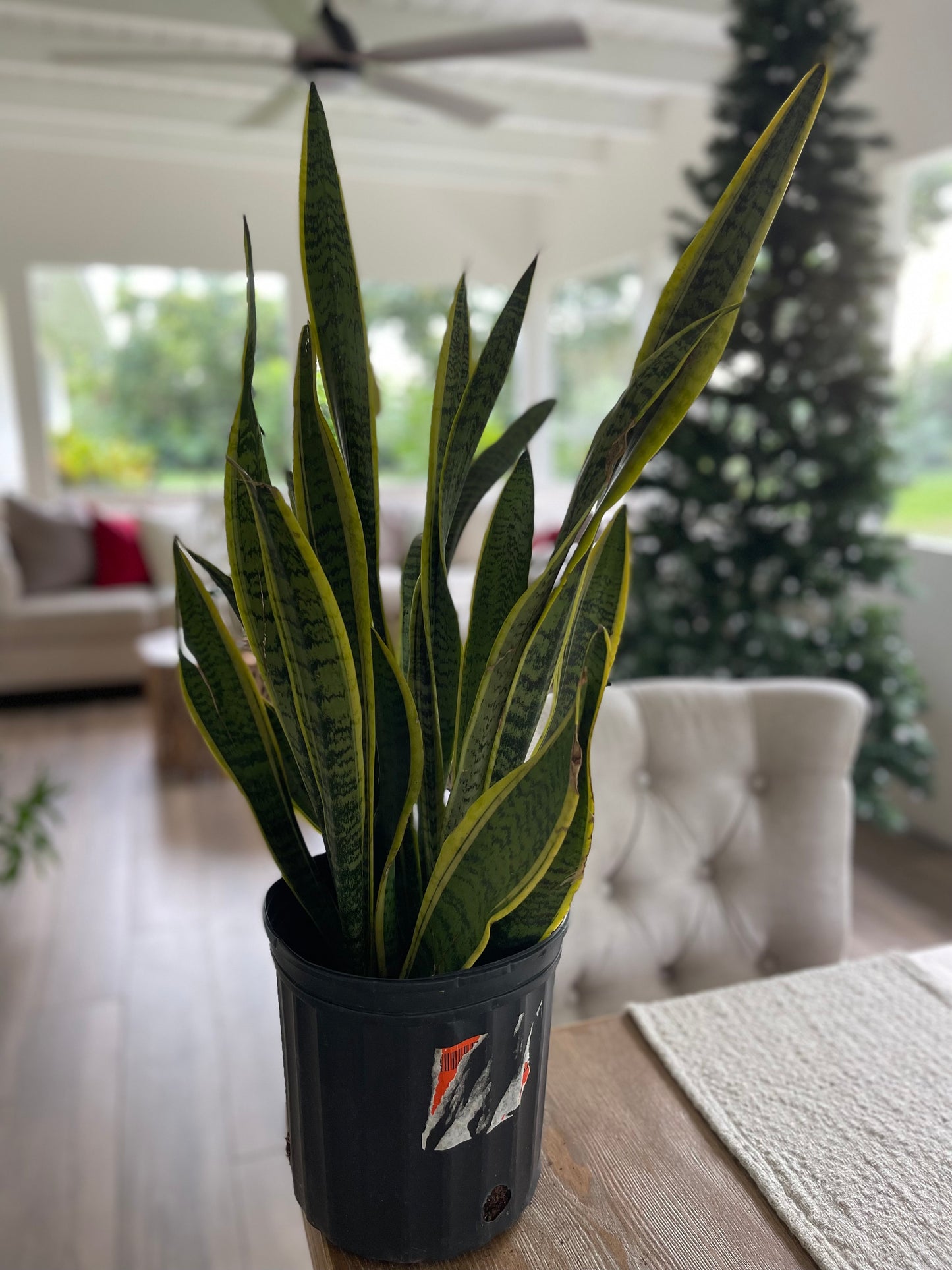 Sansevieria Laurentii