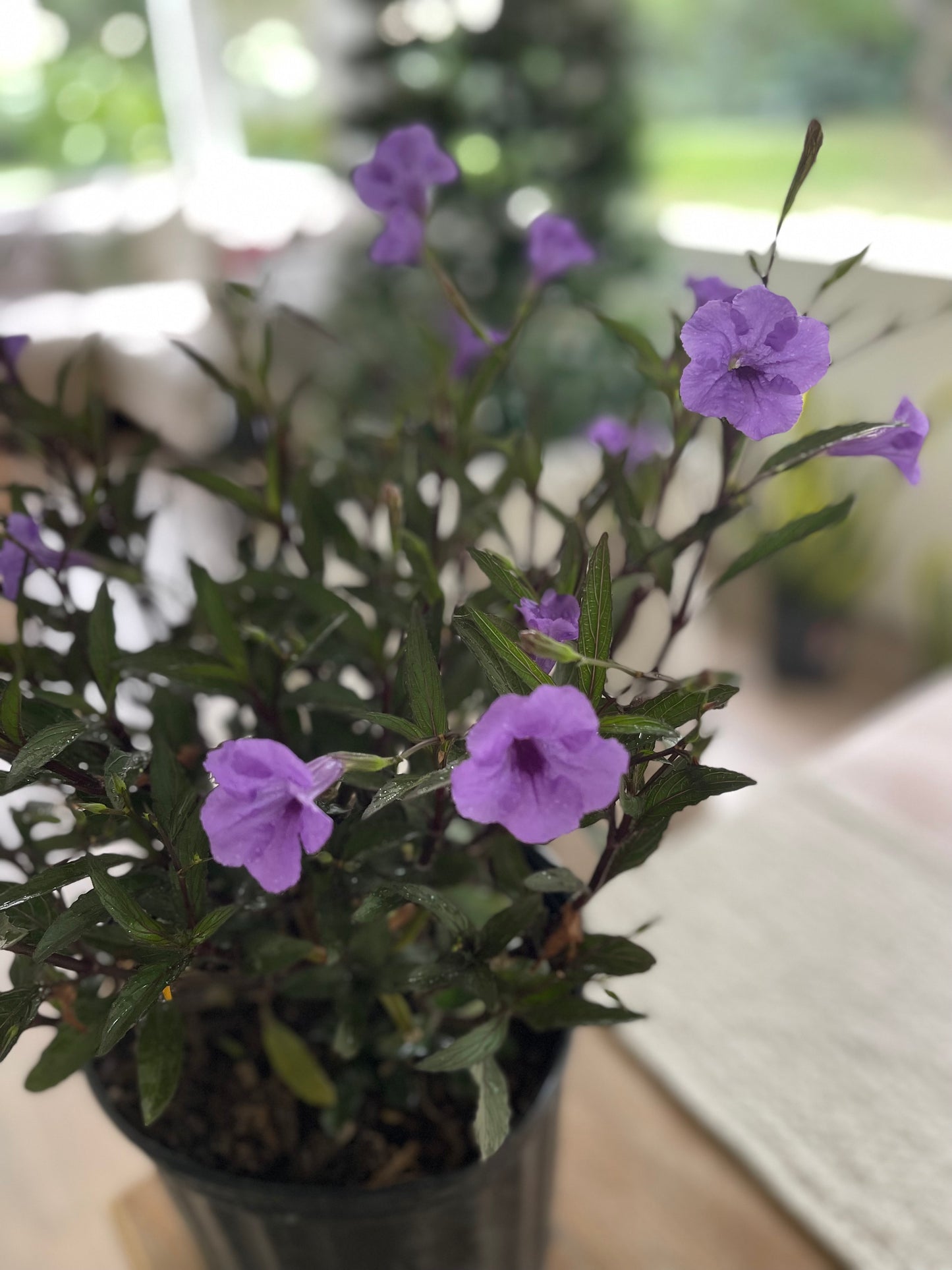Ruellia