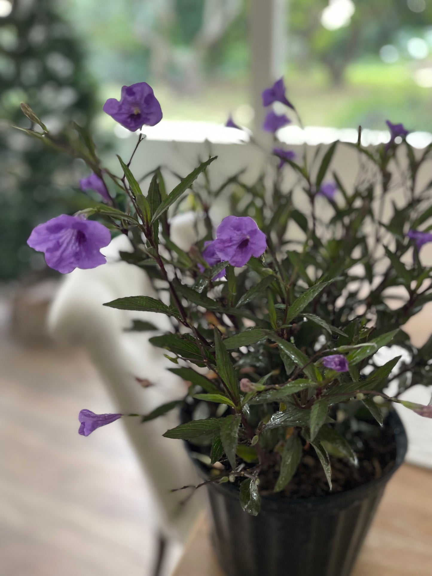 Ruellia