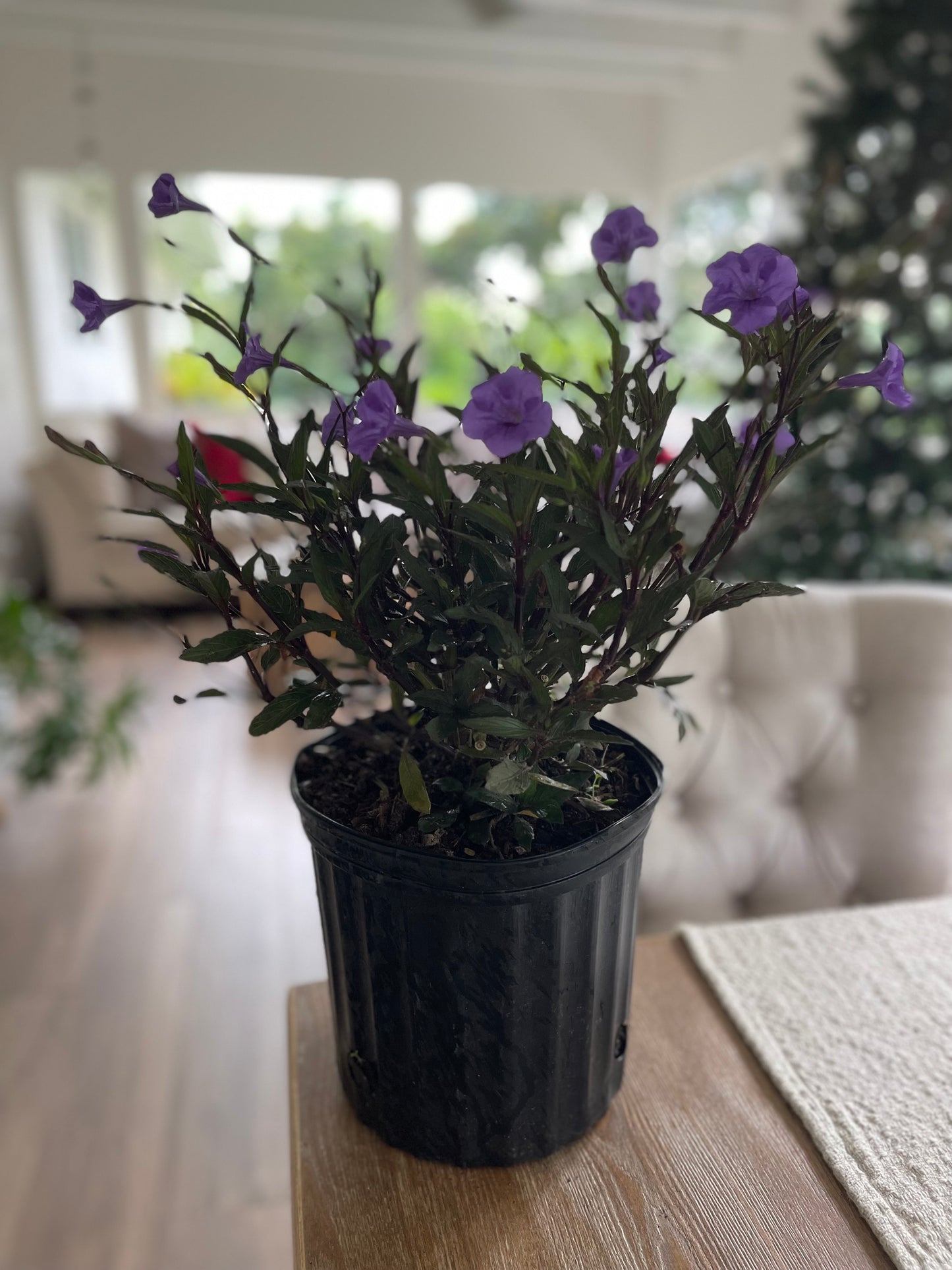 Ruellia