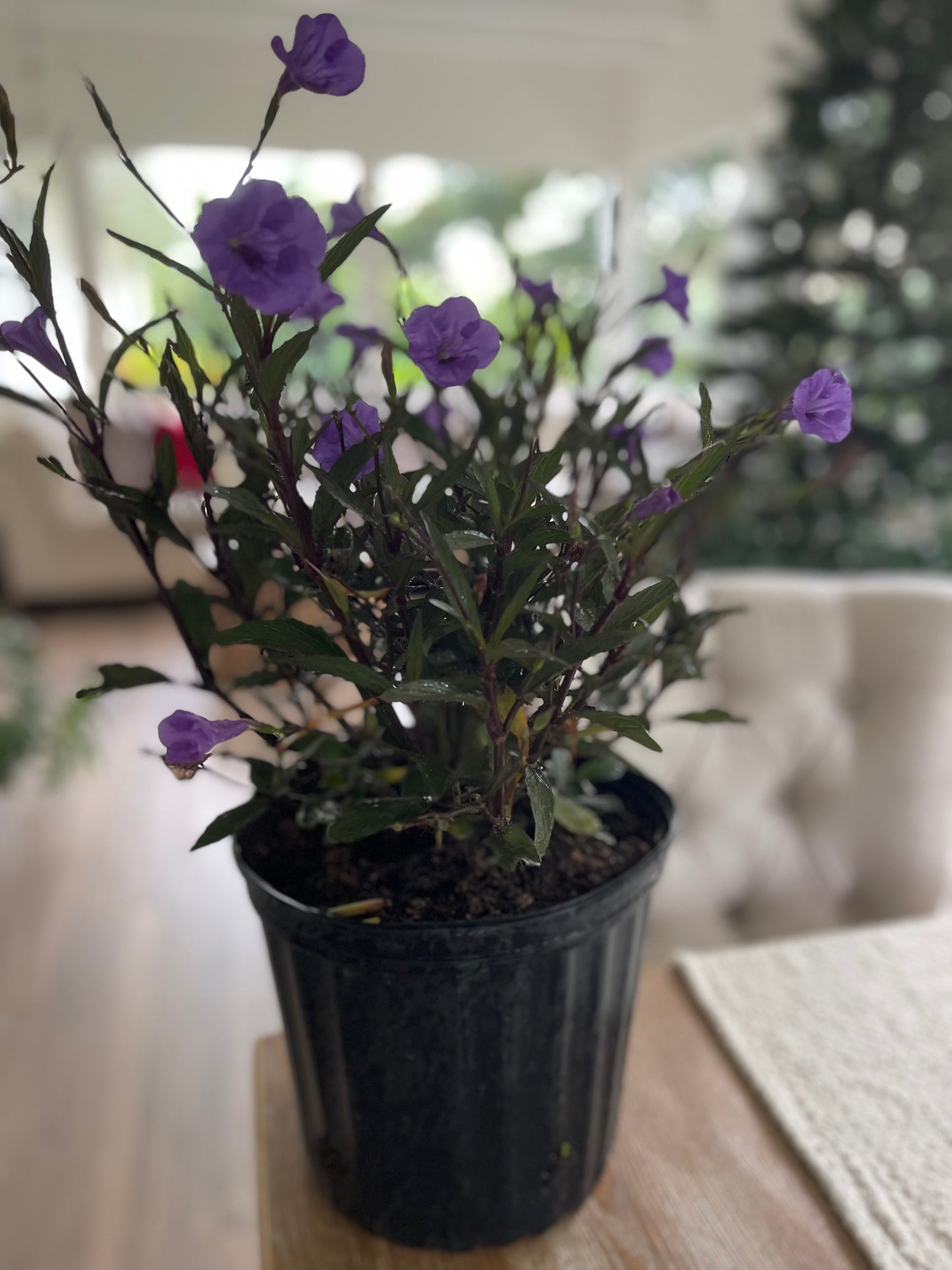 Ruellia