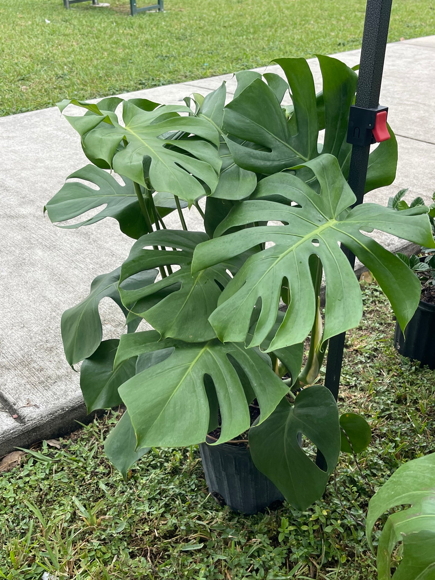 Monstera Deliciosa