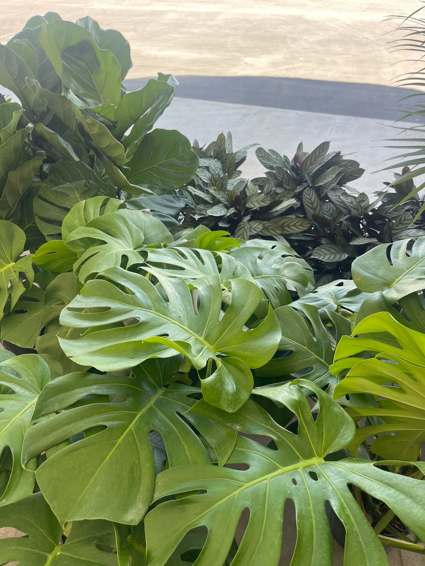Monstera Deliciosa