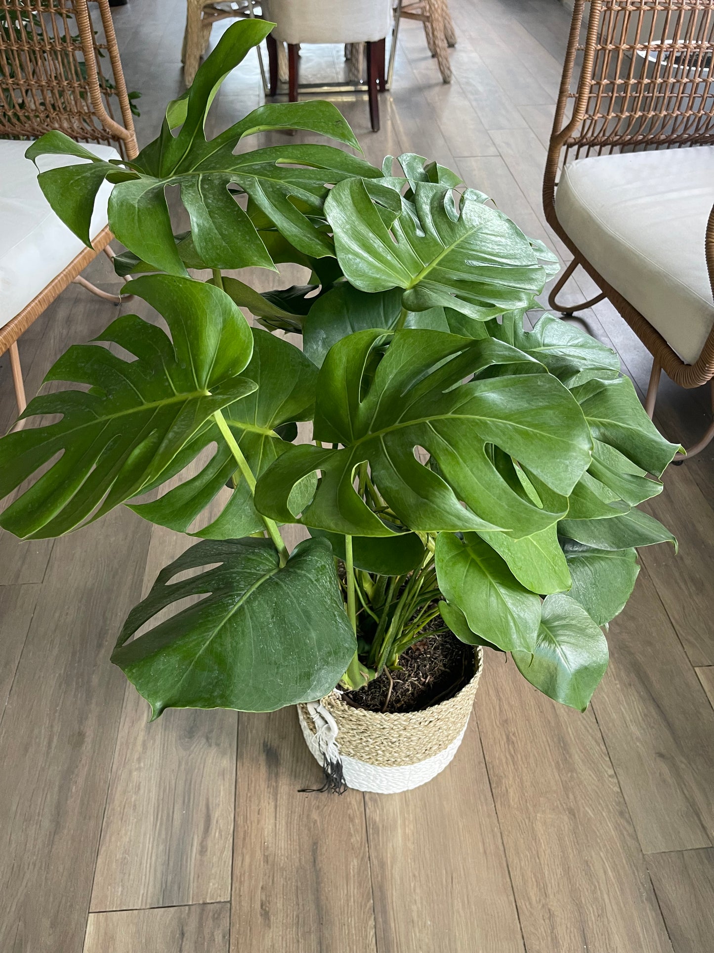 Monstera Deliciosa