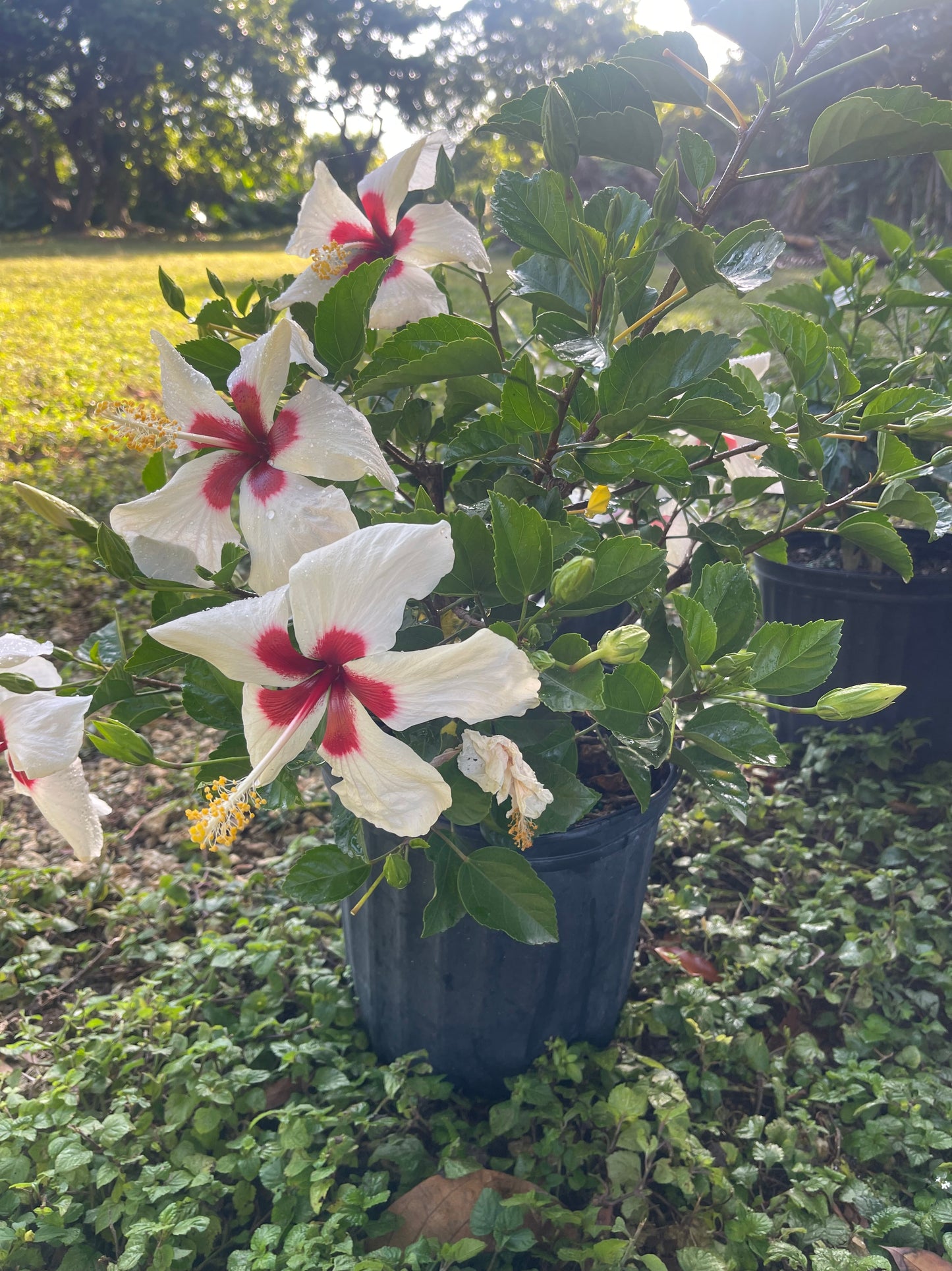Hibiscus "White Wing"