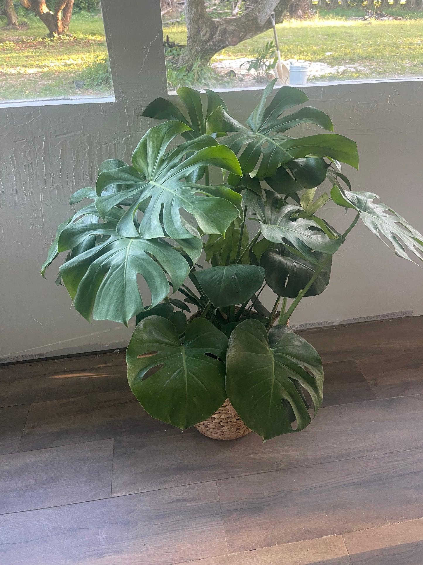 Monstera Deliciosa