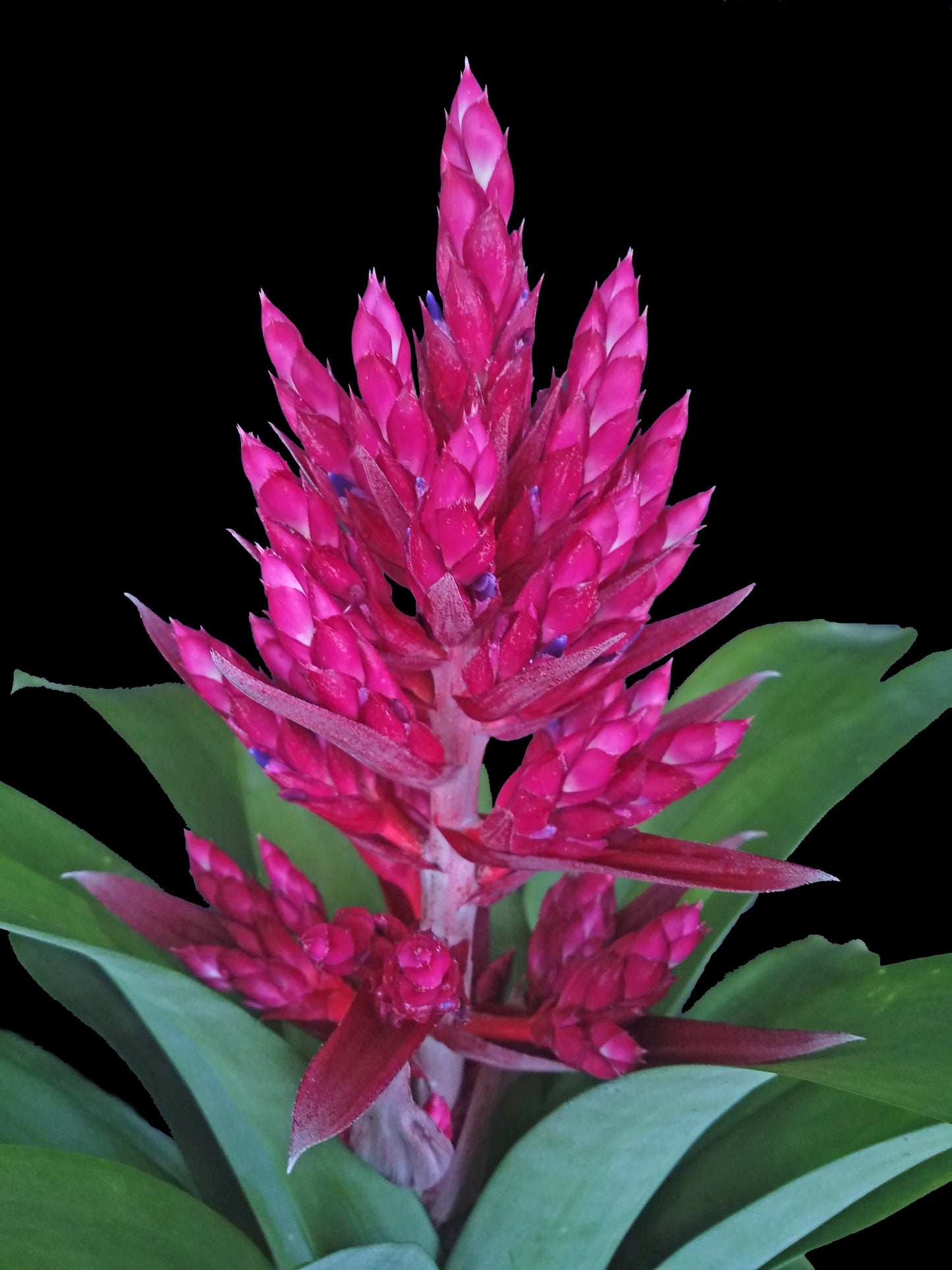Aechmea 6″ Lady D