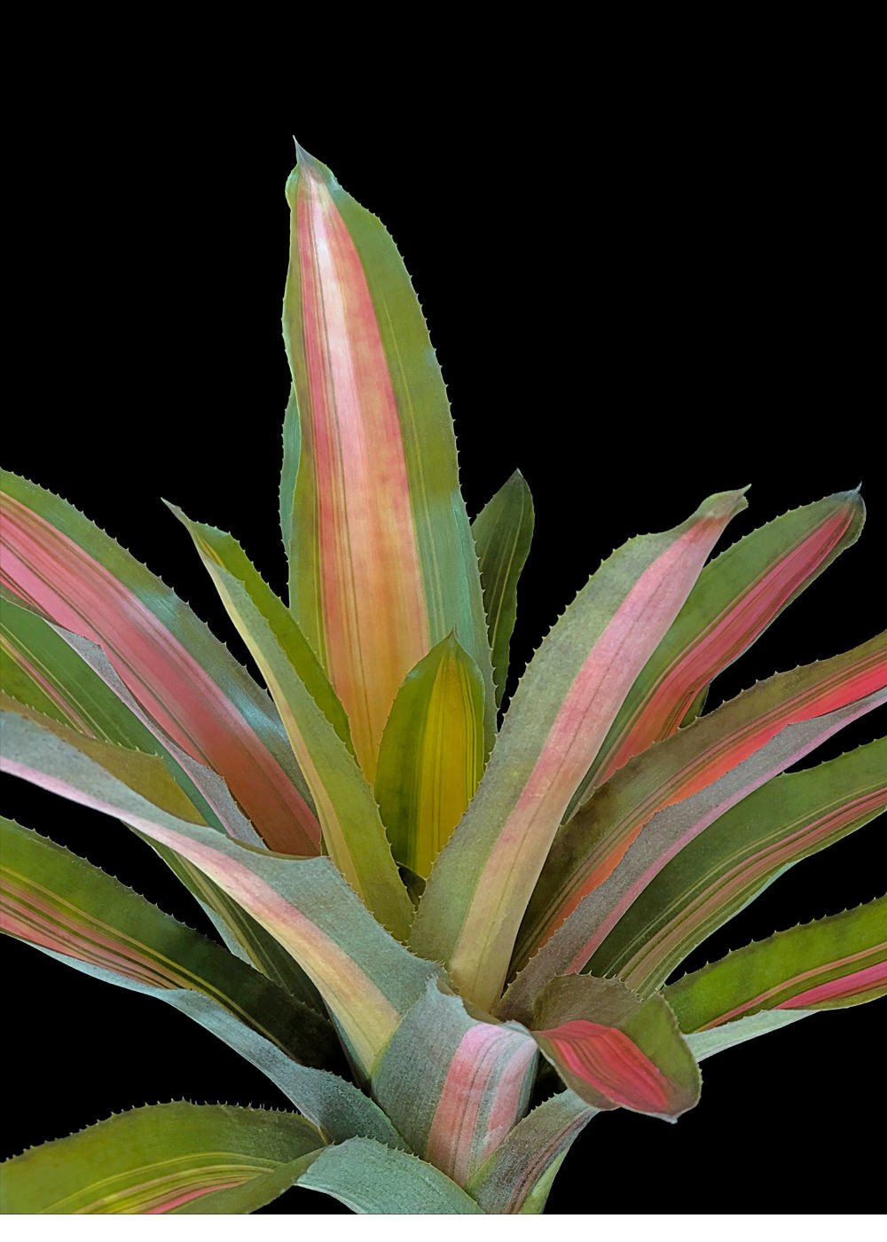 Aechmea 6″ Alvarez