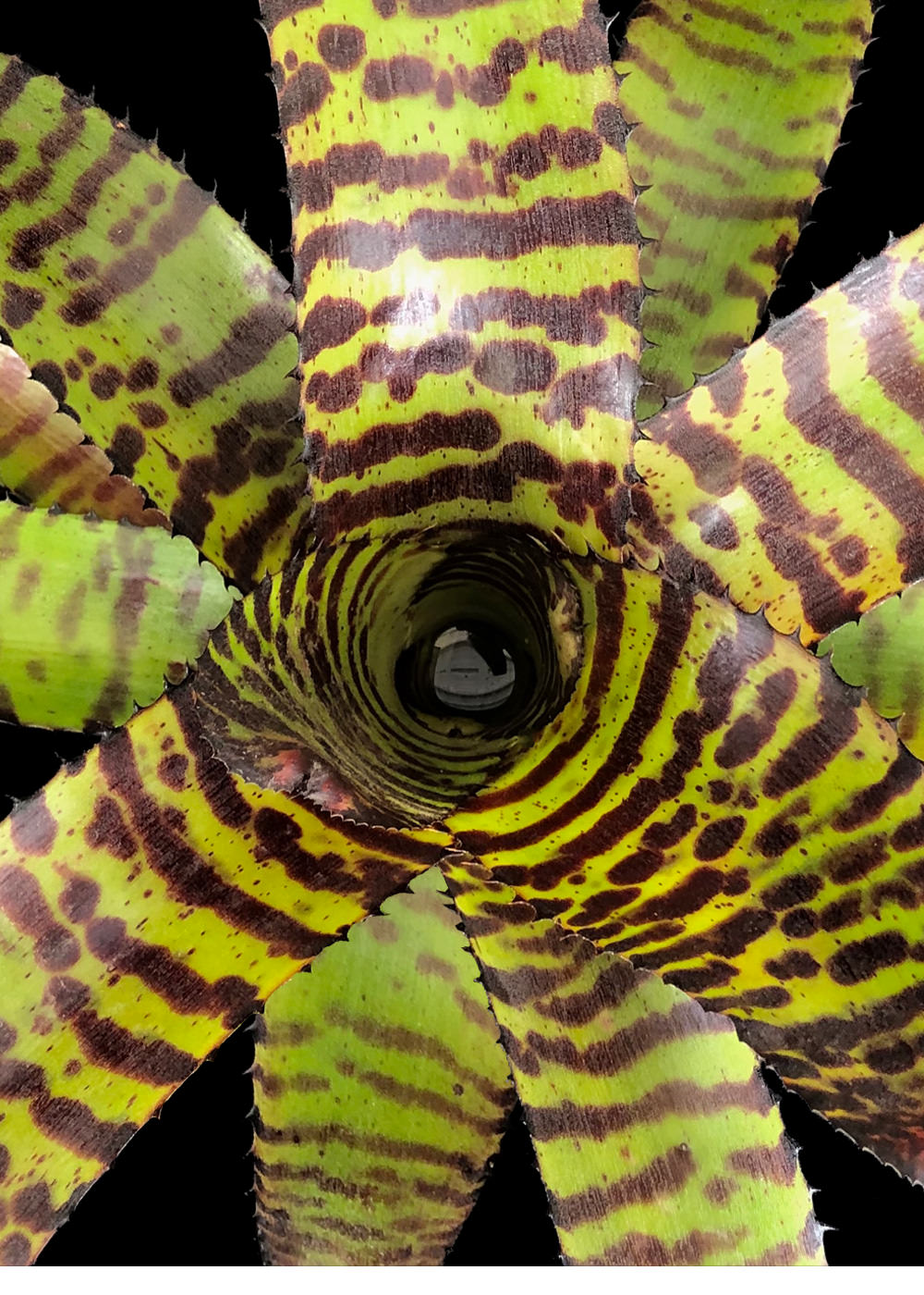 Neoregelia 6″ Dragon