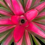 Neoregelia 6″ Magnifica