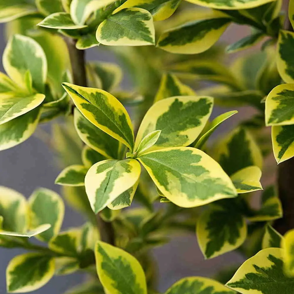 Ligustrum Variegated (3 gallon)