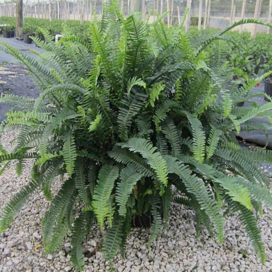 Kimberly Queen Fern (3 gallon)