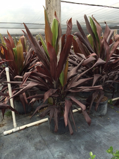 Cordyline Black Magic