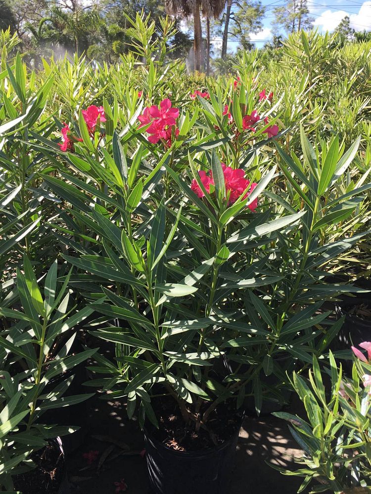 Oleander "Calypso"