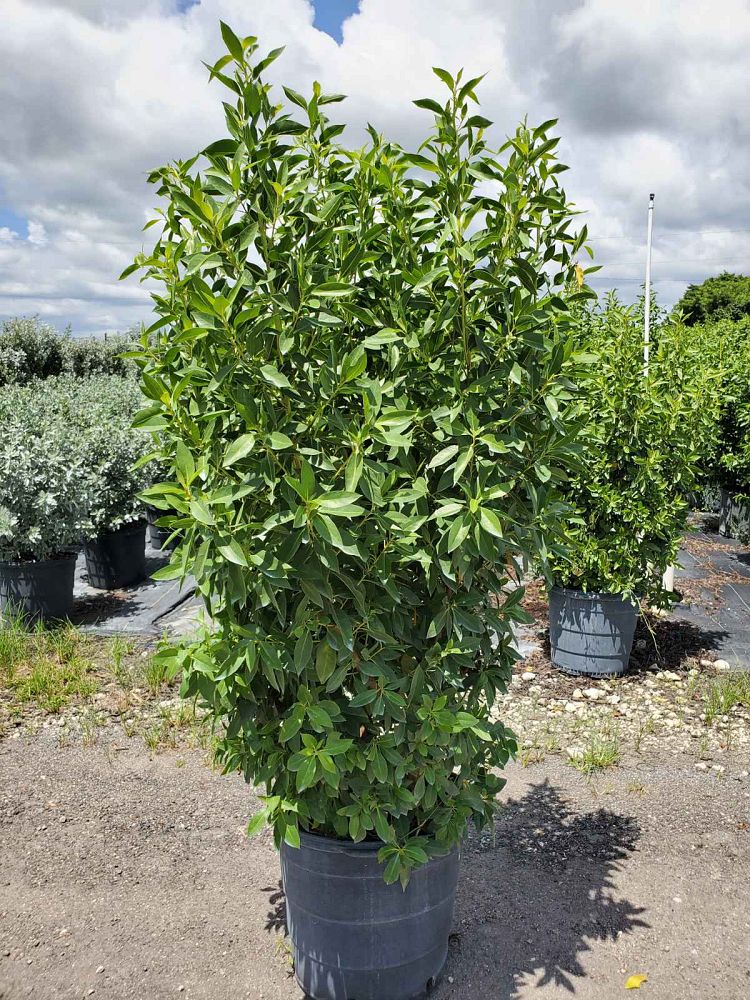 Green Buttonwood