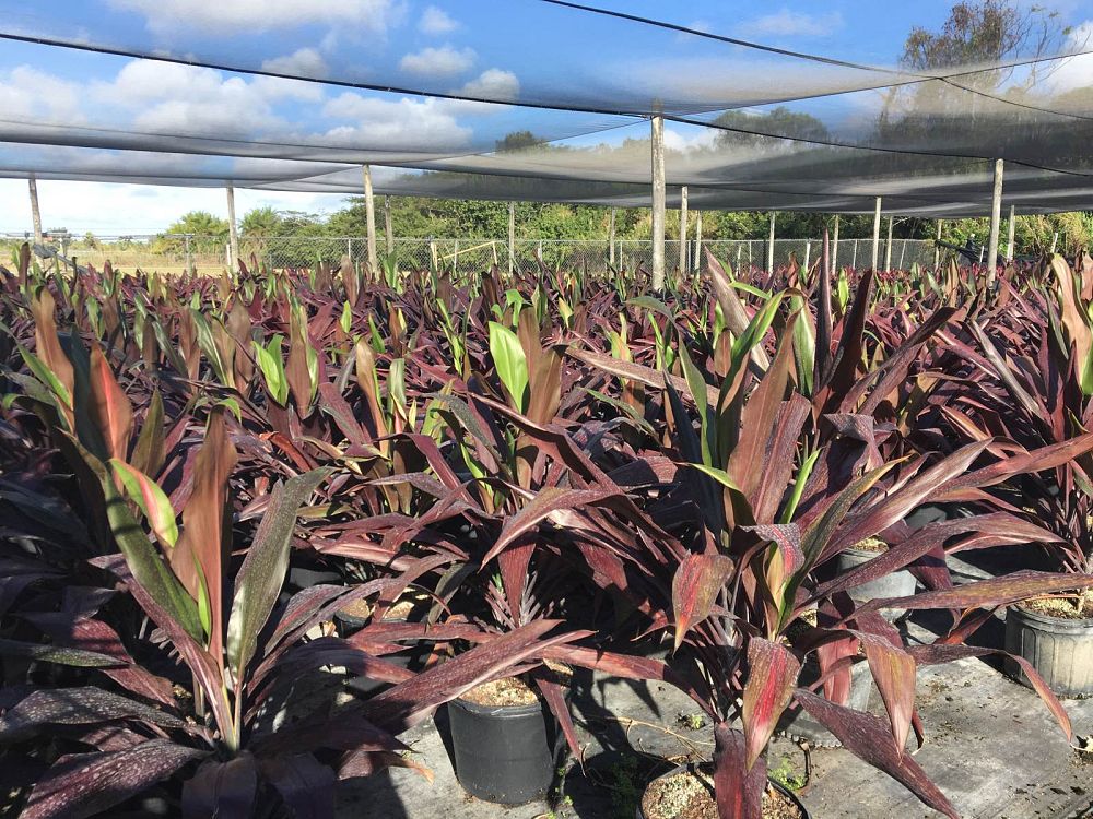 Cordyline Black Magic