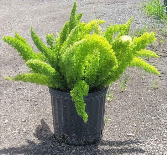 Foxtail Fern