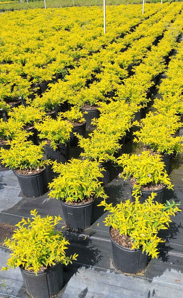 Duranta Erecta "Gold Mound"